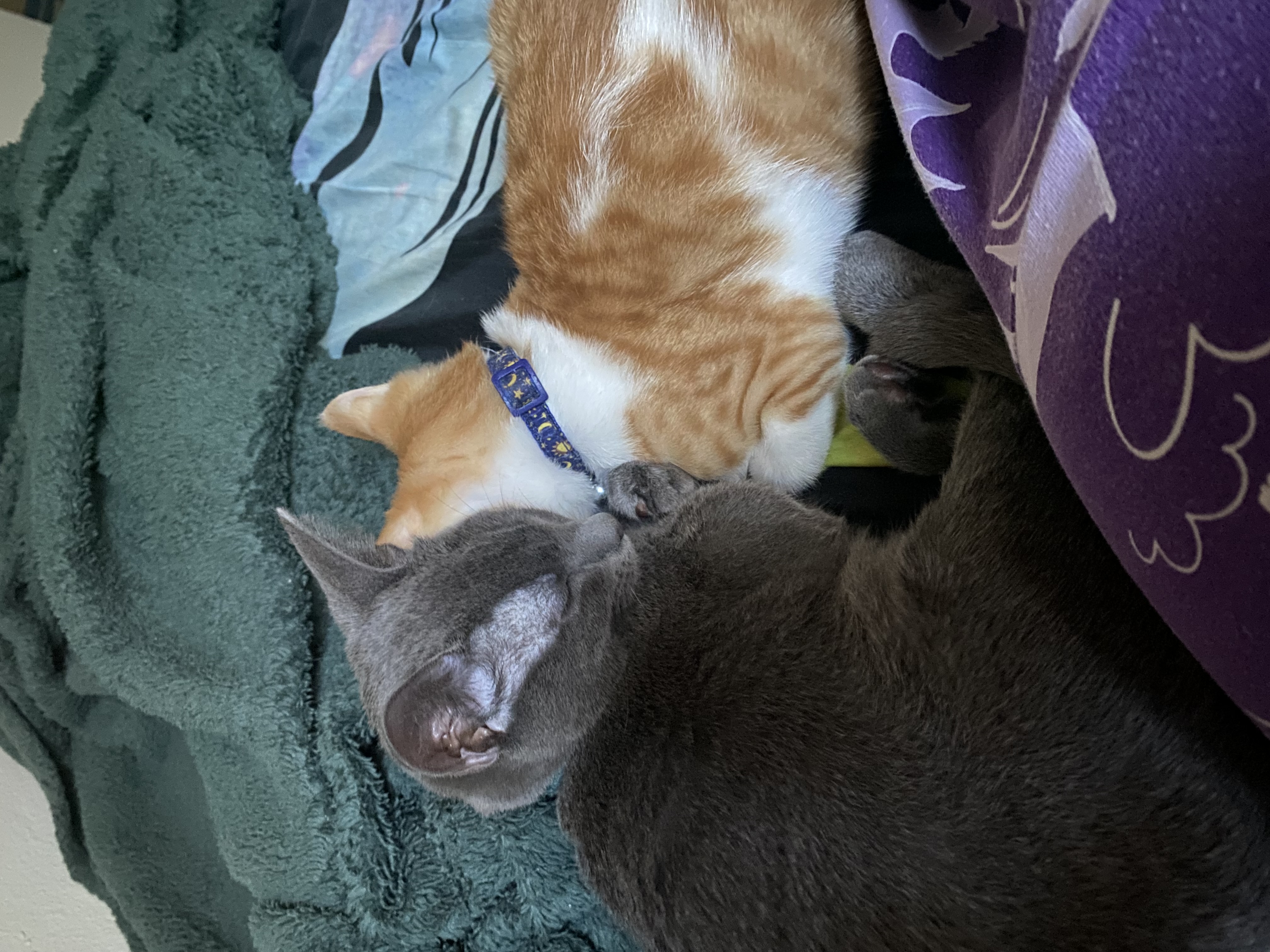 an orange cat and a grey cat snuggling