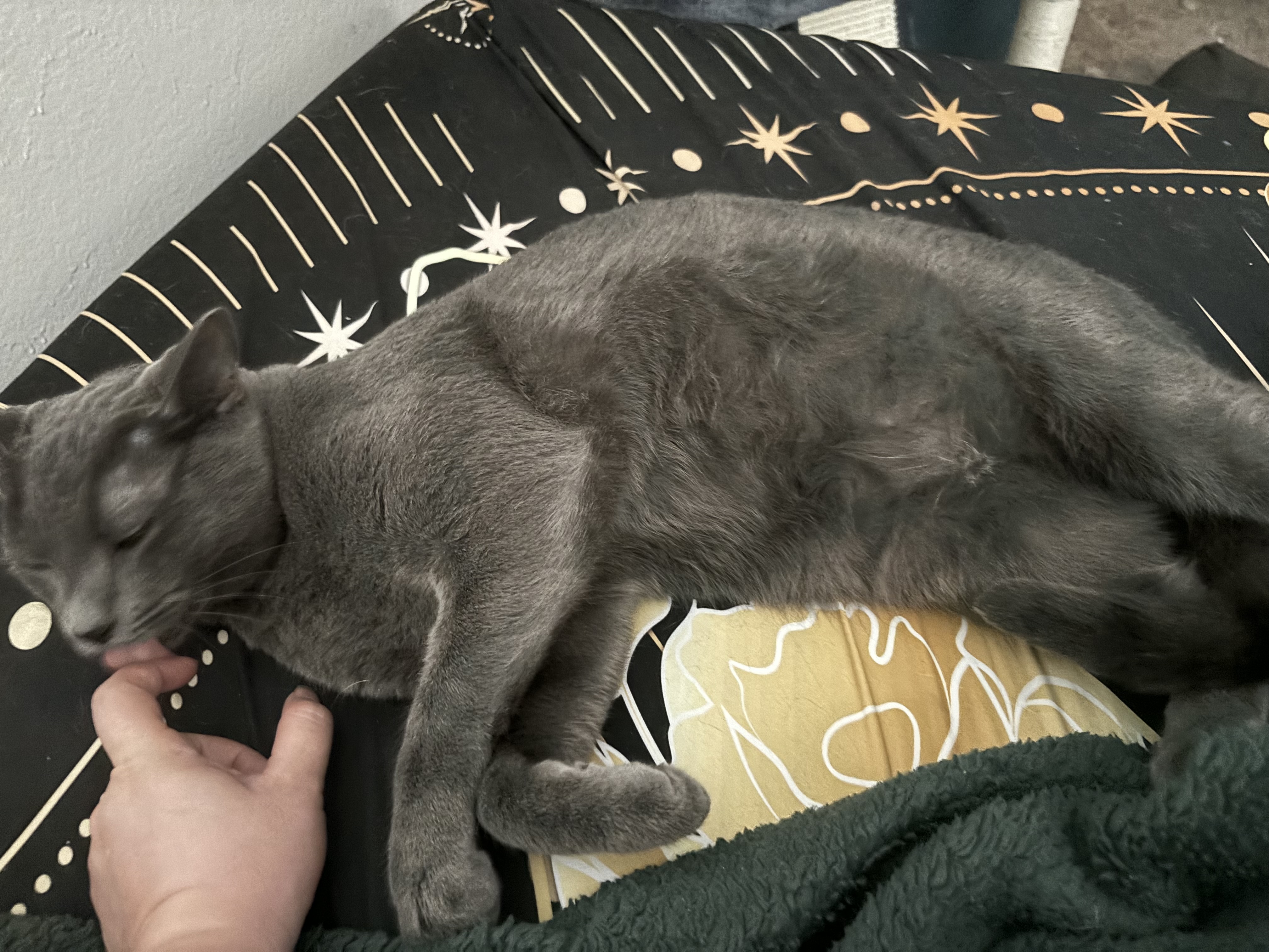 A russian Blue cat laying on his side with a person petting his head