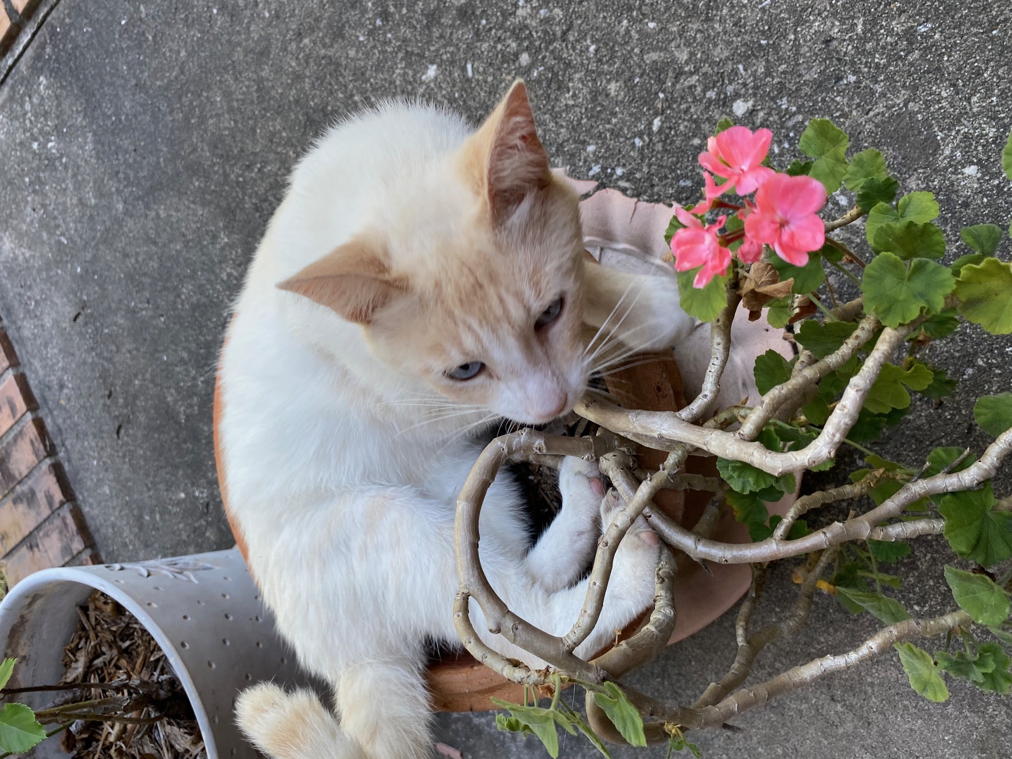 A picture of a cat in a flower pot