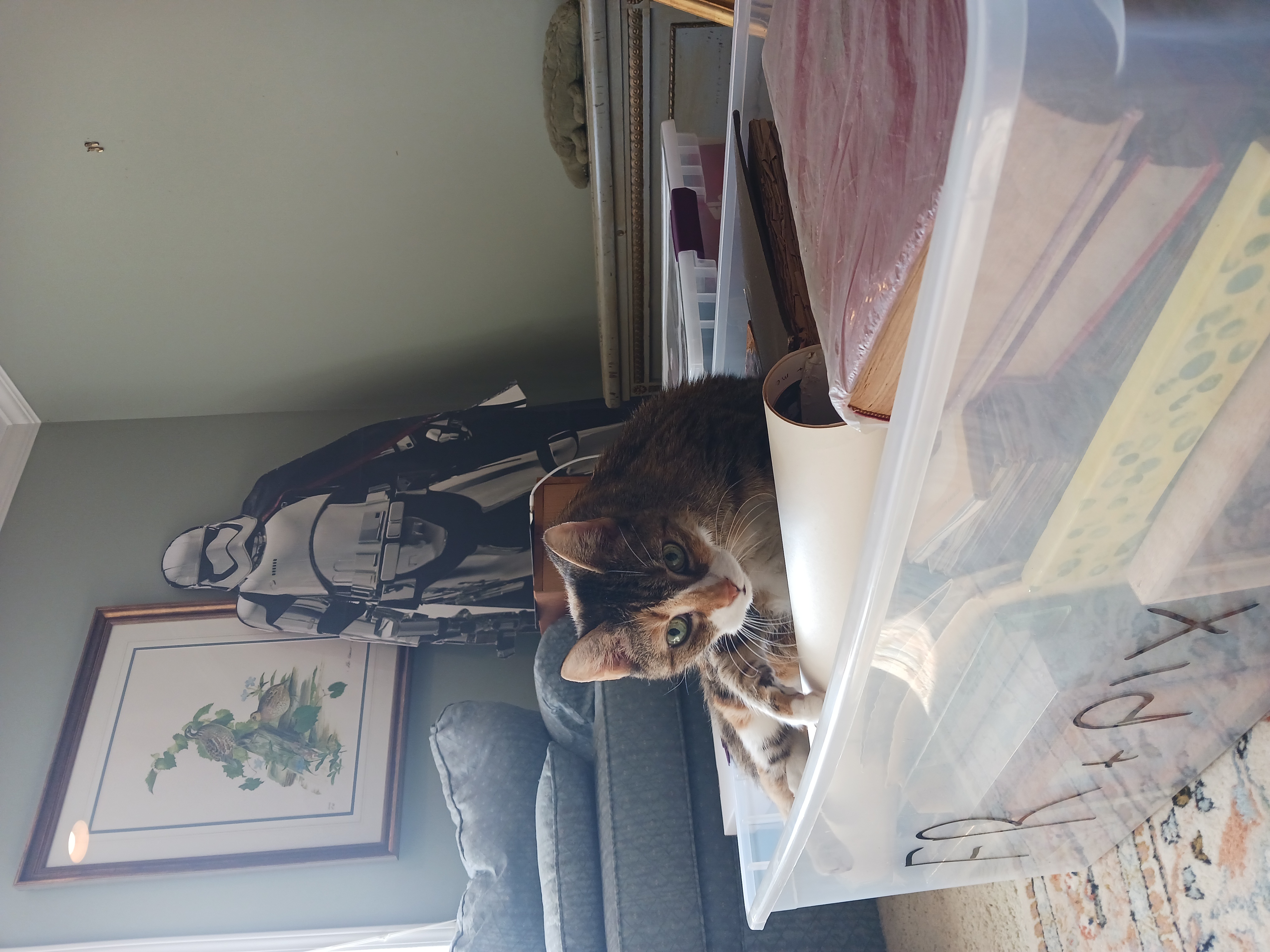 Elisabeth's Cat Pictures