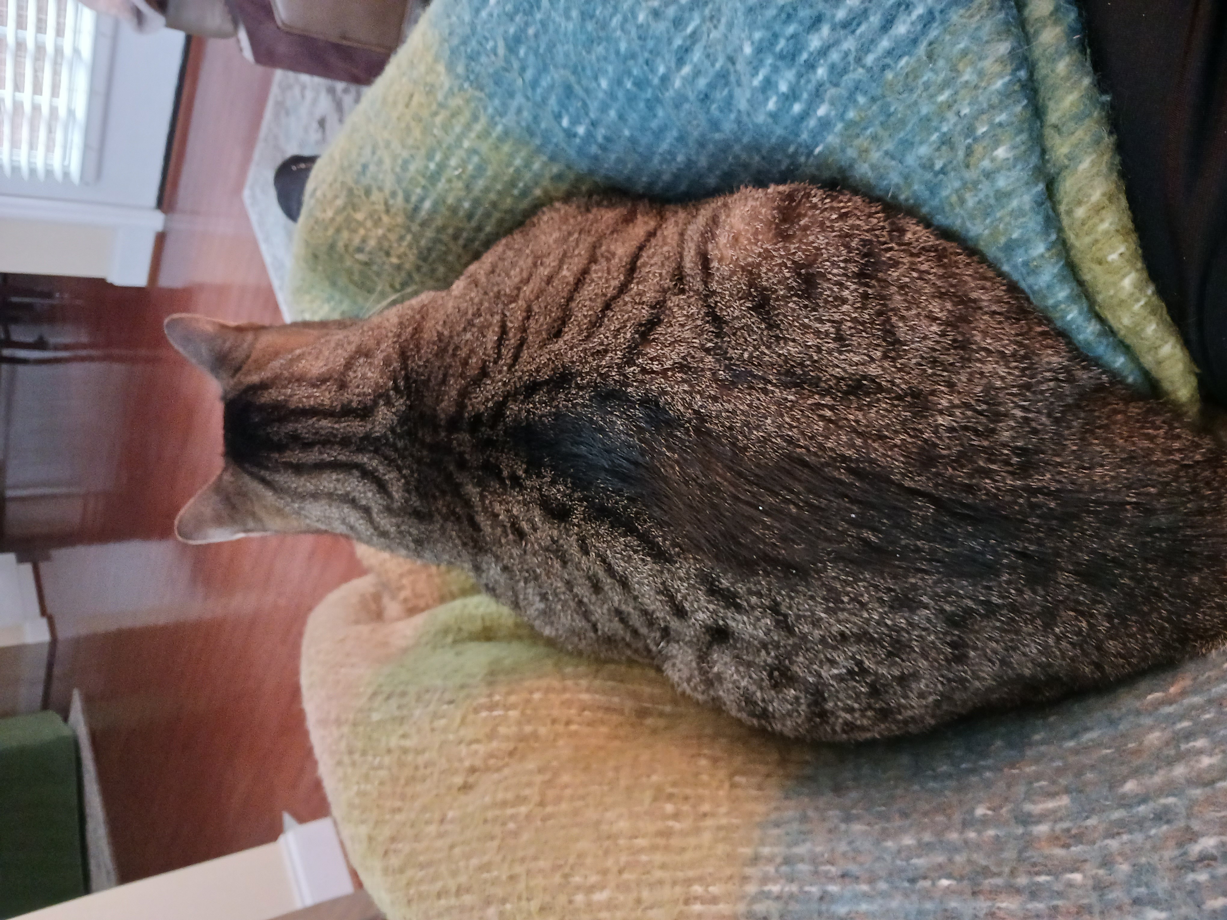 Cat named Jeff* in a person's lap which is covered by a blanket.