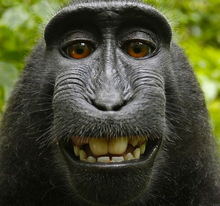 monkeyselfie-Thumbnail Image.jpg