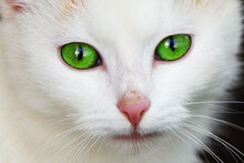 cat-with-green-eyes-871298226869aN0-Thumbnail Image.jpg