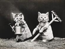 cat-dressed-vintage-photo-Thumbnail Image.jpg