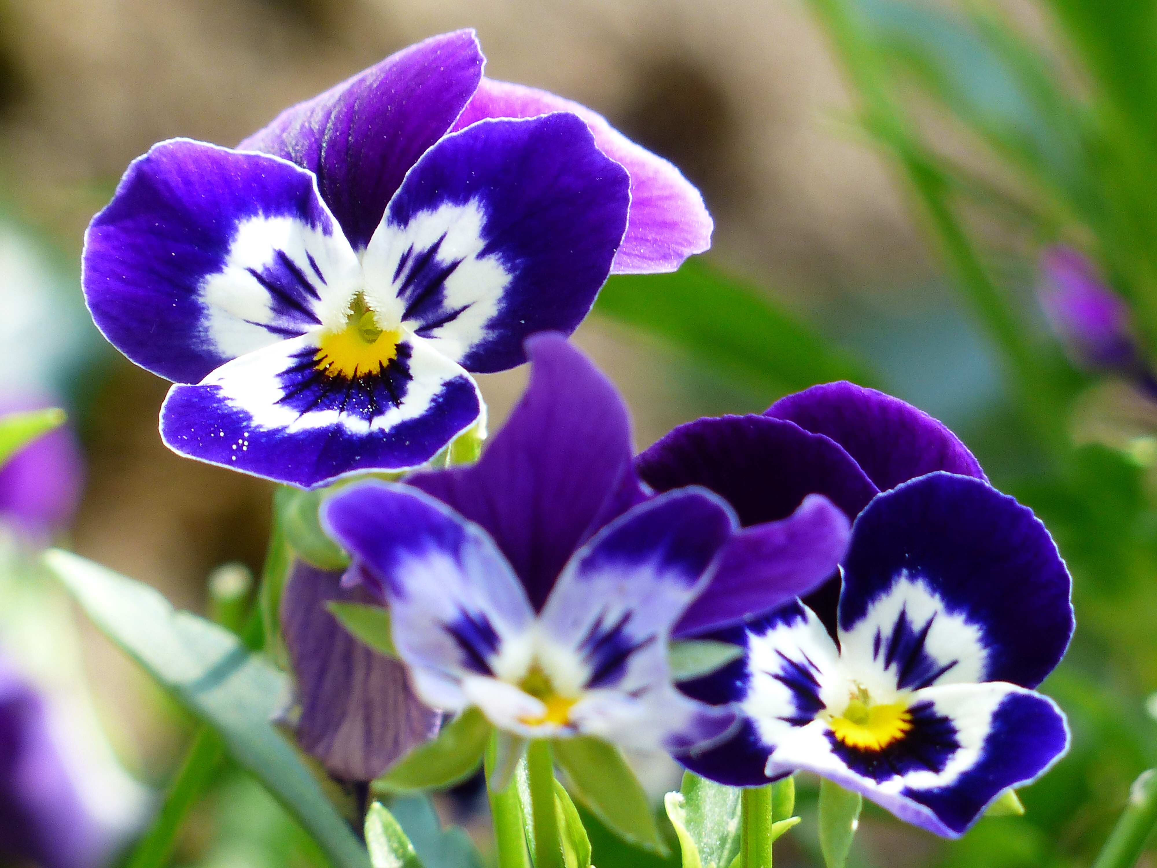 Garden_violet_orchid_blooms_0-Service File.jpg