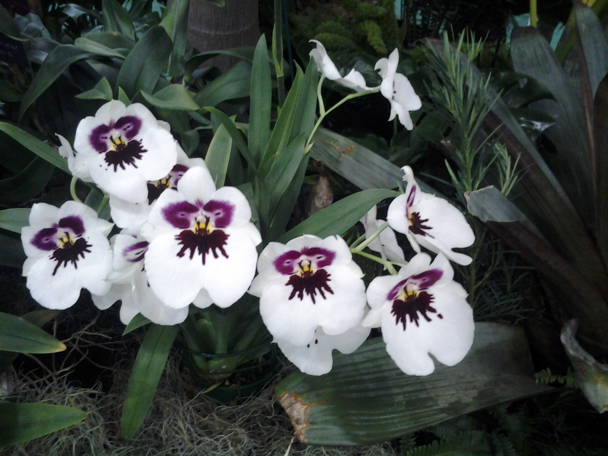 White_orchid-Service File.jpg