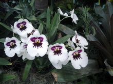 White_orchid-Thumbnail Image.jpg