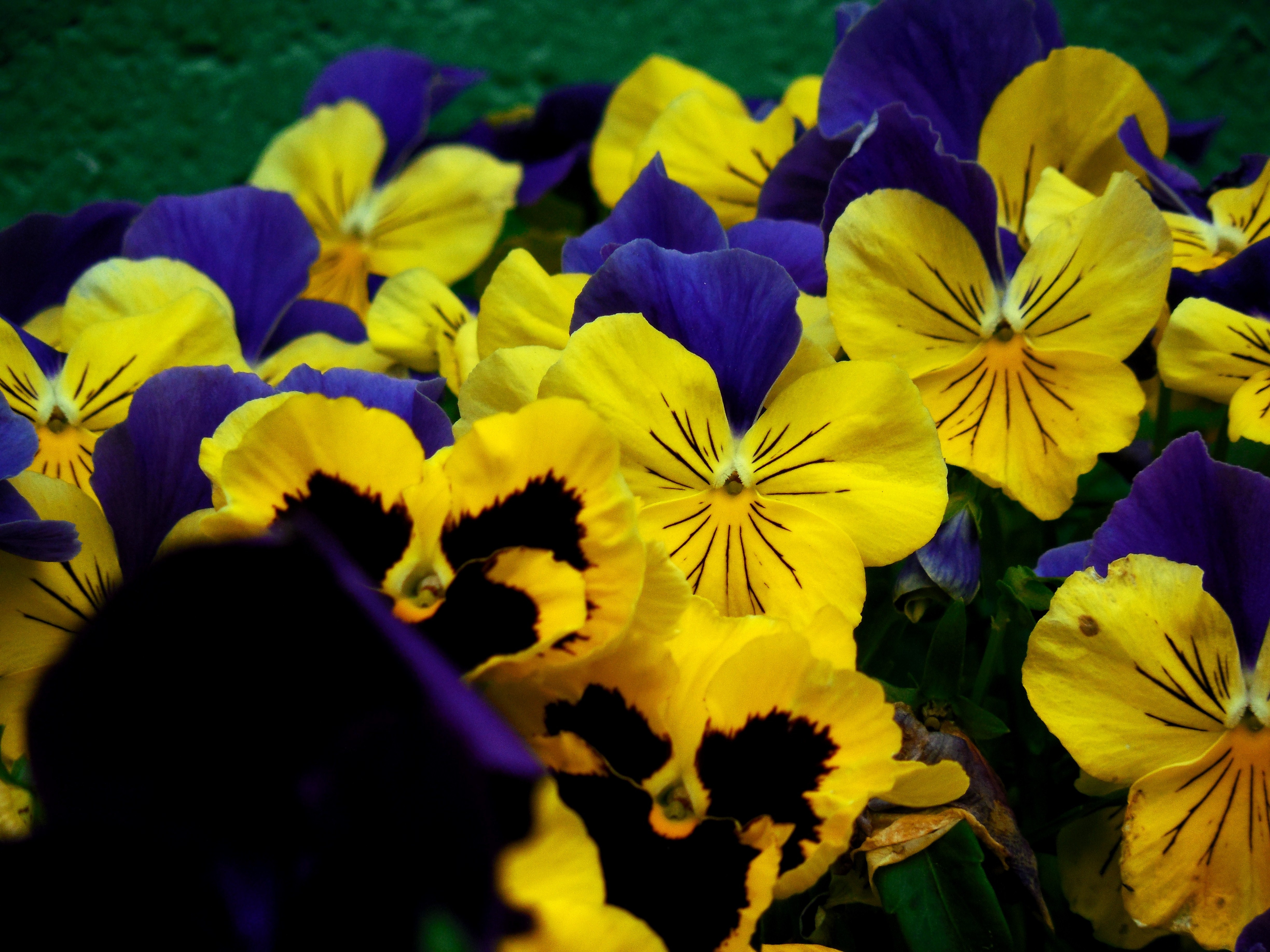 Yellow_orchid_spring_flower-Service File.jpg