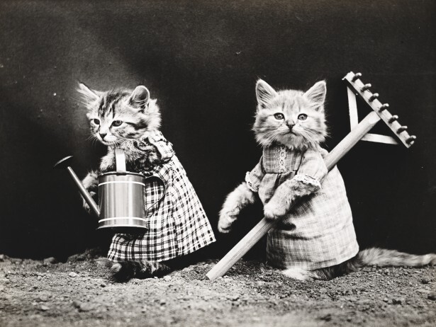 catdressedvintagephoto-Service File.jpg