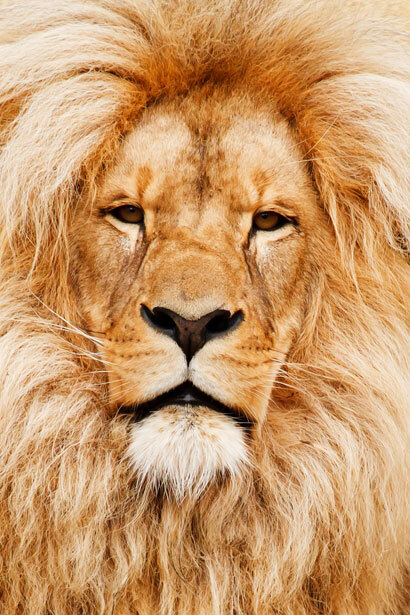 lionportrait-Service File.jpg