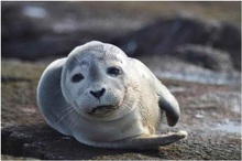 Harbor-Seal-Pup1-Thumbnail Image.jpg