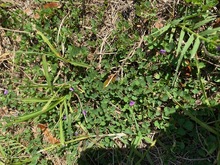 IMG_1501-Thumbnail Image.jpg