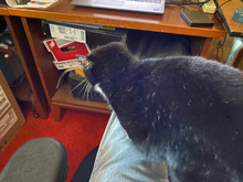 SusiQ_sitting_on_my_lap-Thumbnail Image.jpg