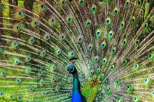 Thumbnail_peacock-Thumbnail Image.jpg