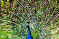 Thumbnail_peacock1-Service File.jpg