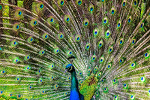 Thumbnail_peacock1-Thumbnail Image.jpg