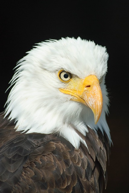 bald-eagle-Service File.jpg