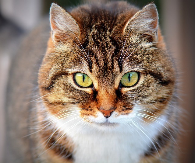brown_cat-Service File.jpg