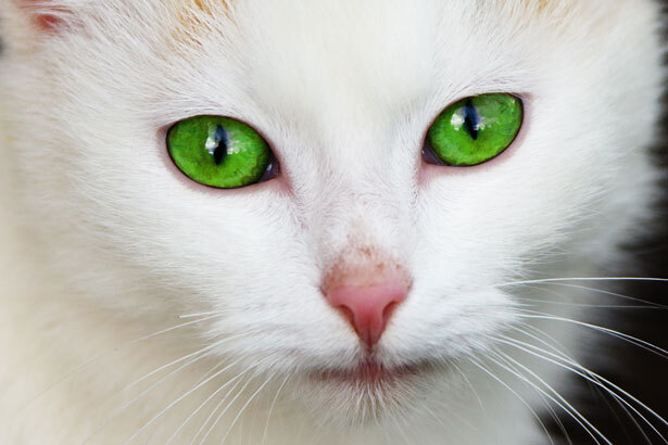 cat-with-green-eyes-871298226869aN0-Service File.jpg