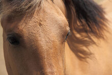 eyesofabrownhourse-Thumbnail Image.jpg