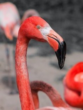 flamingo-Thumbnail Image.jpg