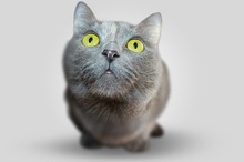 grey_cat-Thumbnail Image.jpg