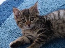 kitten-Thumbnail Image.jpg