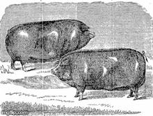 o8CFKNV-Thumbnail Image.jpg