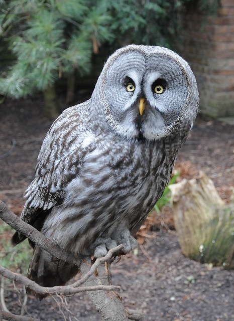 owl-Service File.jpg