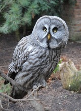 owl-Thumbnail Image.jpg