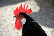 rooster-Thumbnail Image.jpg