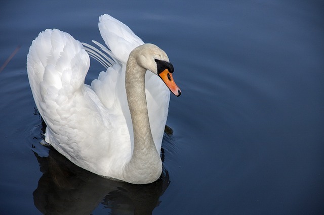 swan-Service File.jpg