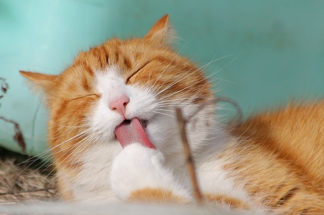 yellow_cat-Service File.jpg