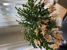 Christmas%20Cactus%201-Thumbnail Image.jpg